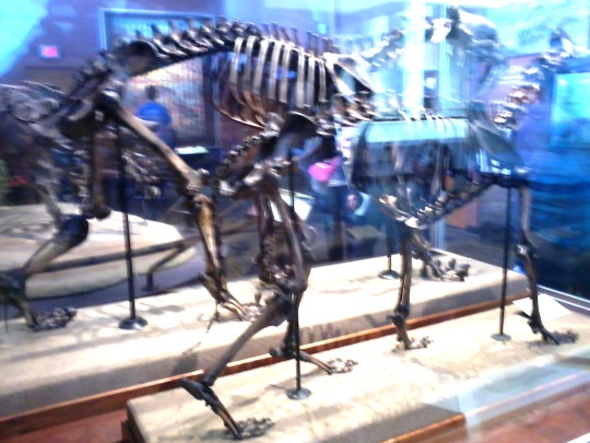 2 dinosaru skeleton